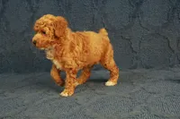 Glory, a female Poodle - Toy  for sale in Hickory, NC – 10 of 10