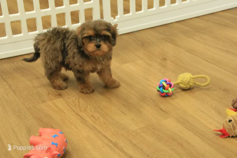 Sparkles – Cavapoo puppy for sale in Hickory, NC