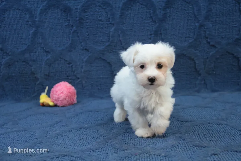 Cupcake – Maltipoo puppy for sale in Hickory, NC