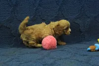 Levi F1B, a male Cavapoo for sale in Hickory, NC – 9 of 10