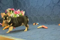 Wilma Chocolate & Tan, a female French Bulldog for sale in Hickory, NC – 4 of 10