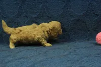 Levi F1B, a male Cavapoo for sale in Hickory, NC – 6 of 10