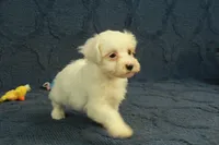 Cupcake, a female Maltipoo for sale in Hickory, NC – 8 of 10