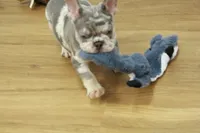 Wrangler, a male French Bulldog for sale in Hickory, NC – 8 of 10