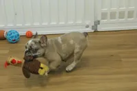 Tate, a male French Bulldog for sale in Hickory, NC – 9 of 10