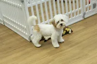 Camila, a female Bichon Frise and Maltipoo for sale in Hickory, NC – 7 of 10