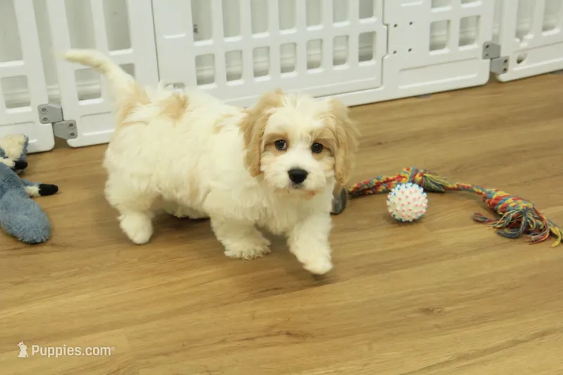 Milo – Cavachon puppy for sale in Hickory, NC