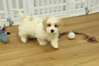 Milo, a male Cavachon for sale in Hickory, NC – 1 of 6