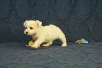 Casper, a male Maltipoo for sale in Hickory, NC – 3 of 10