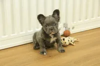 Freddy the Fluffy, a male French Bulldog for sale in Hickory, NC – Photo 10 of 10