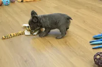 Freddy the Fluffy, a male French Bulldog for sale in Hickory, NC – Photo 6 of 10