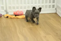 Freddy the Fluffy, a male French Bulldog for sale in Hickory, NC – Photo 4 of 10