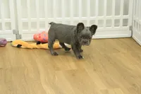 Freddy the Fluffy, a male French Bulldog for sale in Hickory, NC – Photo 3 of 10