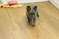 Freddy the Fluffy, a male French Bulldog for sale in Hickory, NC – Photo 7 of 10