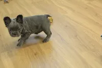 Freddy the Fluffy, a male French Bulldog for sale in Hickory, NC – Photo 9 of 10