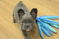 Freddy the Fluffy, a male French Bulldog for sale in Hickory, NC – Photo 1 of 10
