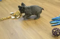 Freddy the Fluffy, a male French Bulldog for sale in Hickory, NC – Photo 8 of 10