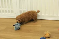 Tucker, a male Poodle - Toy  for sale in Hickory, NC – 9 of 10