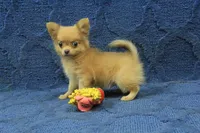 Beanie, a male Chihuahua for sale in Hickory, NC – 2 of 10