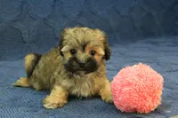 Suri, a female Maltipoo for sale in Hickory, NC – 4 of 9
