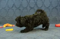 Oreo, a male Cavachon for sale in Hickory, NC – 4 of 10