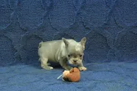 Claire, a female French Bulldog for sale in Hickory, NC – 5 of 10