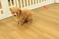 Annie, a female Poodle - Toy  for sale in Hickory, NC – 6 of 9