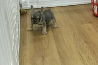 Fred, a male French Bulldog for sale in Hickory, NC – 2 of 8