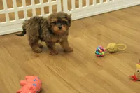 Sparkles, a female Cavapoo for sale in Hickory, NC – 3 of 10