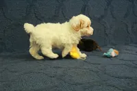 Grace, a female Poodle - Toy  for sale in Hickory, NC – 3 of 10