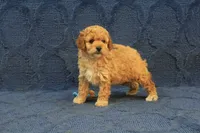 Penny, a female Cavapoo and Poodle - Toy  for sale in Hickory, NC – 5 of 9
