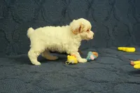 Grace, a female Poodle - Toy  for sale in Hickory, NC – 4 of 10