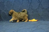 Suri, a female Maltipoo for sale in Hickory, NC – 5 of 9