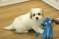 Kyle, a male Cavachon for sale in Hickory, NC – Photo 4 of 10