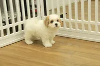 Kyle, a male Cavachon for sale in Hickory, NC – Photo 8 of 10