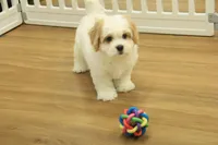 Kyle, a male Cavachon for sale in Hickory, NC – Photo 2 of 10