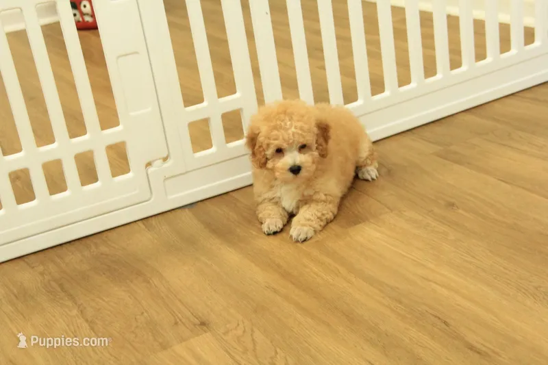 Gunner – Poodle - Toy  puppy for sale in Hickory, NC
