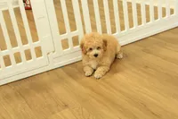 Gunner, a male Poodle - Toy  for sale in Hickory, NC – 1 of 10