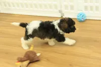 Scout, a male Cavapoo for sale in Hickory, NC – 4 of 10