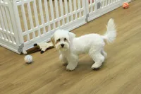 Camila, a female Bichon Frise and Maltipoo for sale in Hickory, NC – 5 of 10