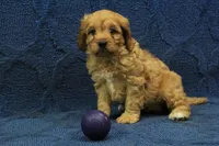 Archie, a male Cavapoo for sale in Hickory, NC – 3 of 8