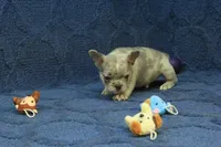 Jay, a male French Bulldog for sale in Hickory, NC – 4 of 9