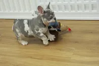 Wrangler, a male French Bulldog for sale in Hickory, NC – 3 of 10