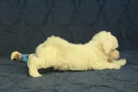 Scott, a male Maltipoo for sale in Hickory, NC – 2 of 10