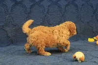 Penny, a female Cavapoo and Poodle - Toy  for sale in Hickory, NC – 4 of 9