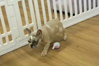 Tate, a male French Bulldog for sale in Hickory, NC – 2 of 10