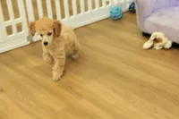 Annie, a female Poodle - Toy  for sale in Hickory, NC – 7 of 9