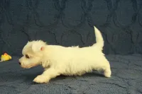 Casper, a male Maltipoo for sale in Hickory, NC – 5 of 10
