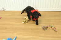 Sullly, a female Cavapoo for sale in Hickory, NC – Photo 7 of 10