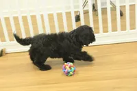 Scarlet, a female Cavapoo for sale in Hickory, NC – Photo 4 of 10